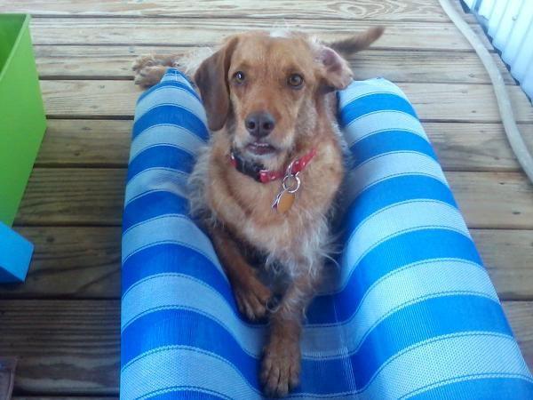 Enlarge Kramer, a Adopted mixed breed in Pearland, TX image 3/3