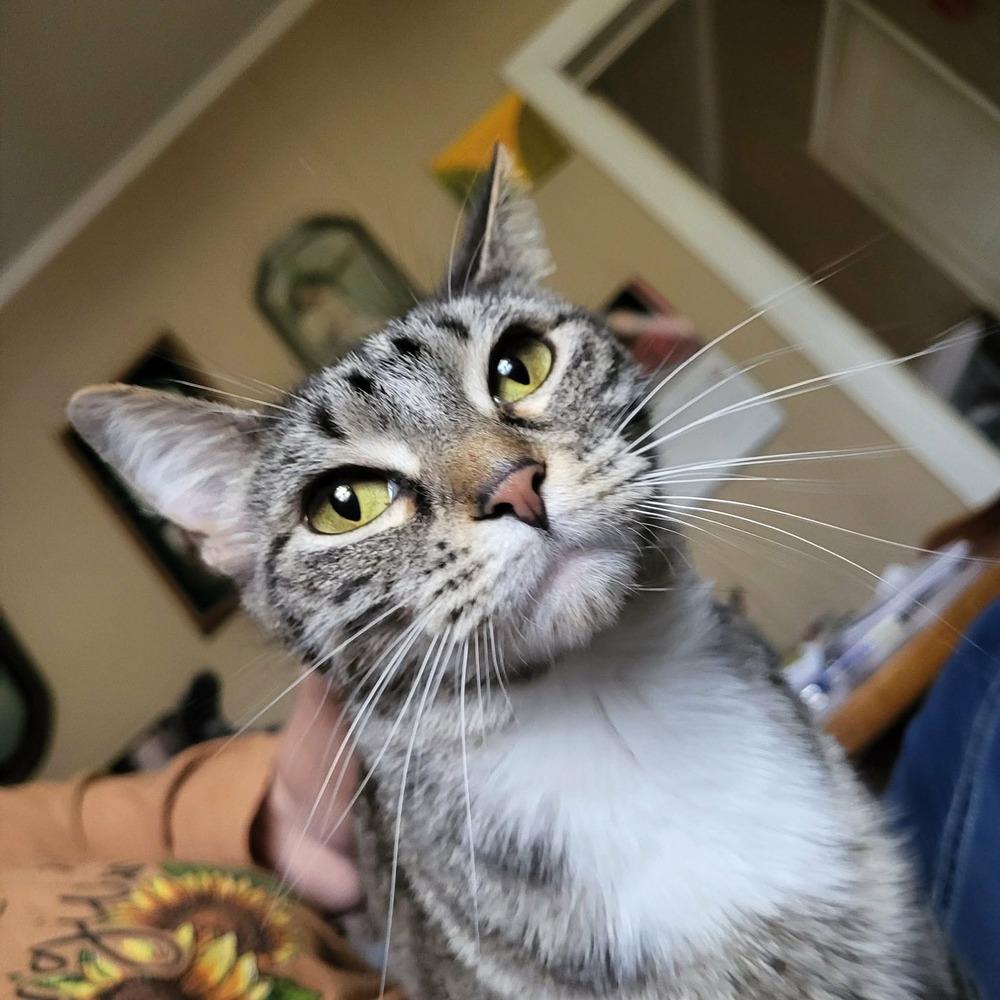 Enlarge Essie, a Adoptable Tabby in Plumerville, AR image 1/1