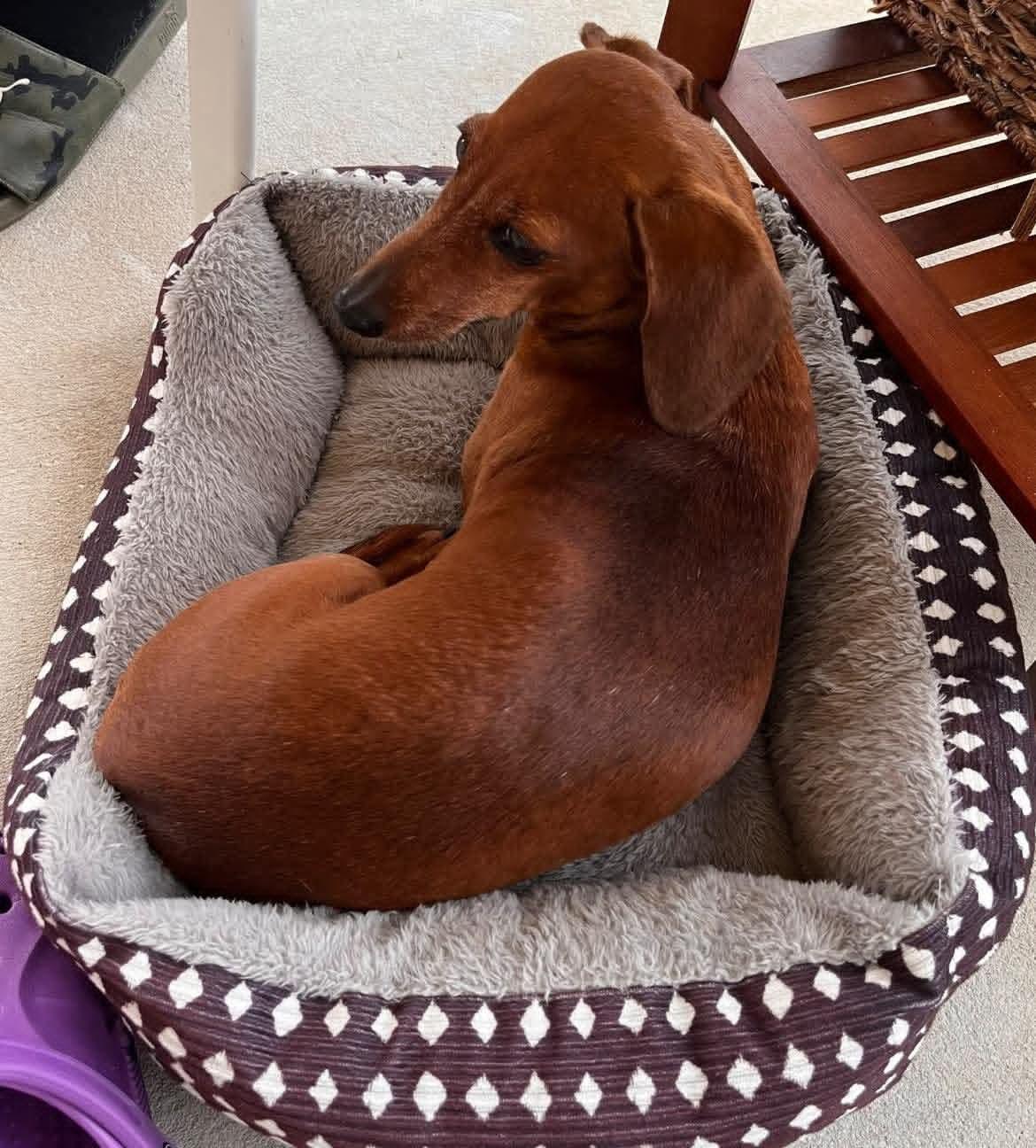 Enlarge Heidi, a ADOPTABLE Dachshund in Fort Walton Beach, FL image 5/6