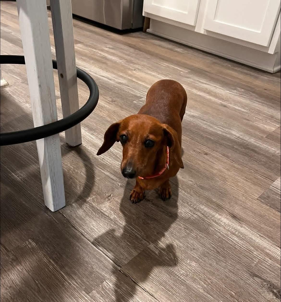 Enlarge Heidi, a ADOPTABLE Dachshund in Fort Walton Beach, FL image 2/6
