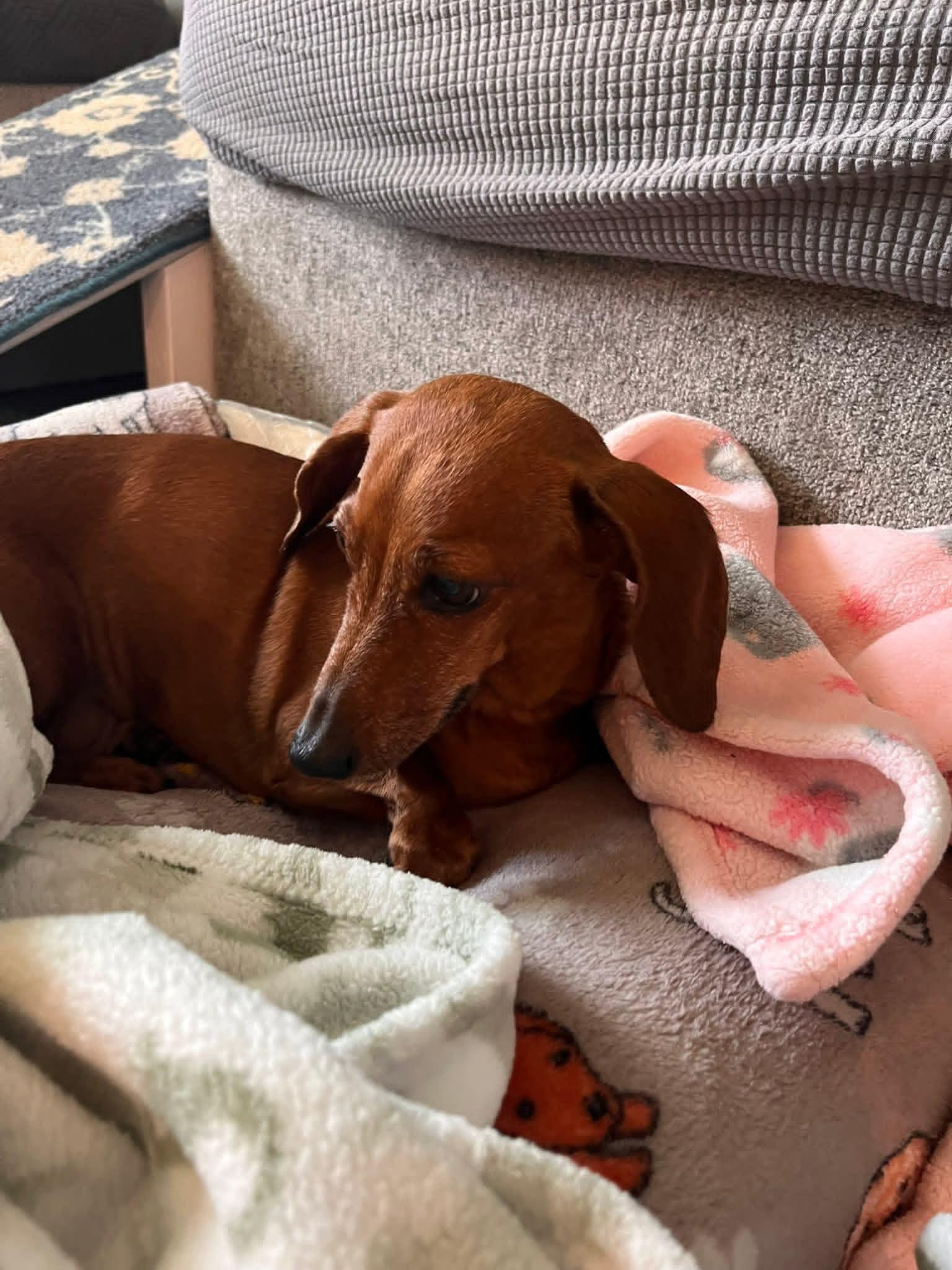 Heidi, ADOPTABLE, Senior Female Dachshund.