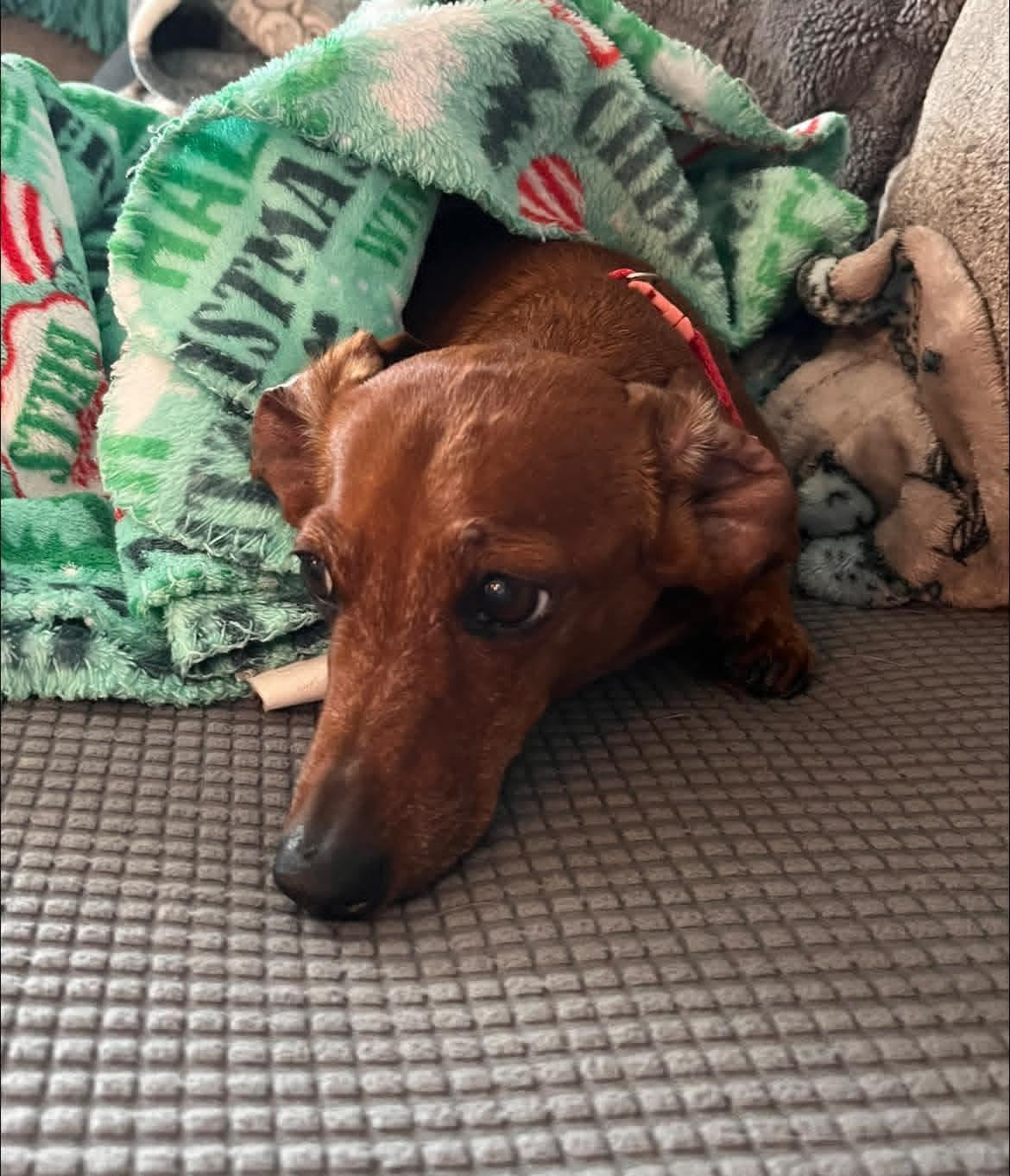 Enlarge Heidi, a ADOPTABLE Dachshund in Fort Walton Beach, FL image 3/6