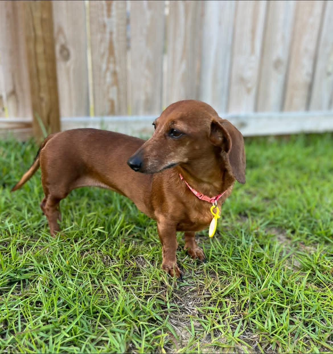 Enlarge Heidi, a ADOPTABLE Dachshund in Fort Walton Beach, FL image 6/6