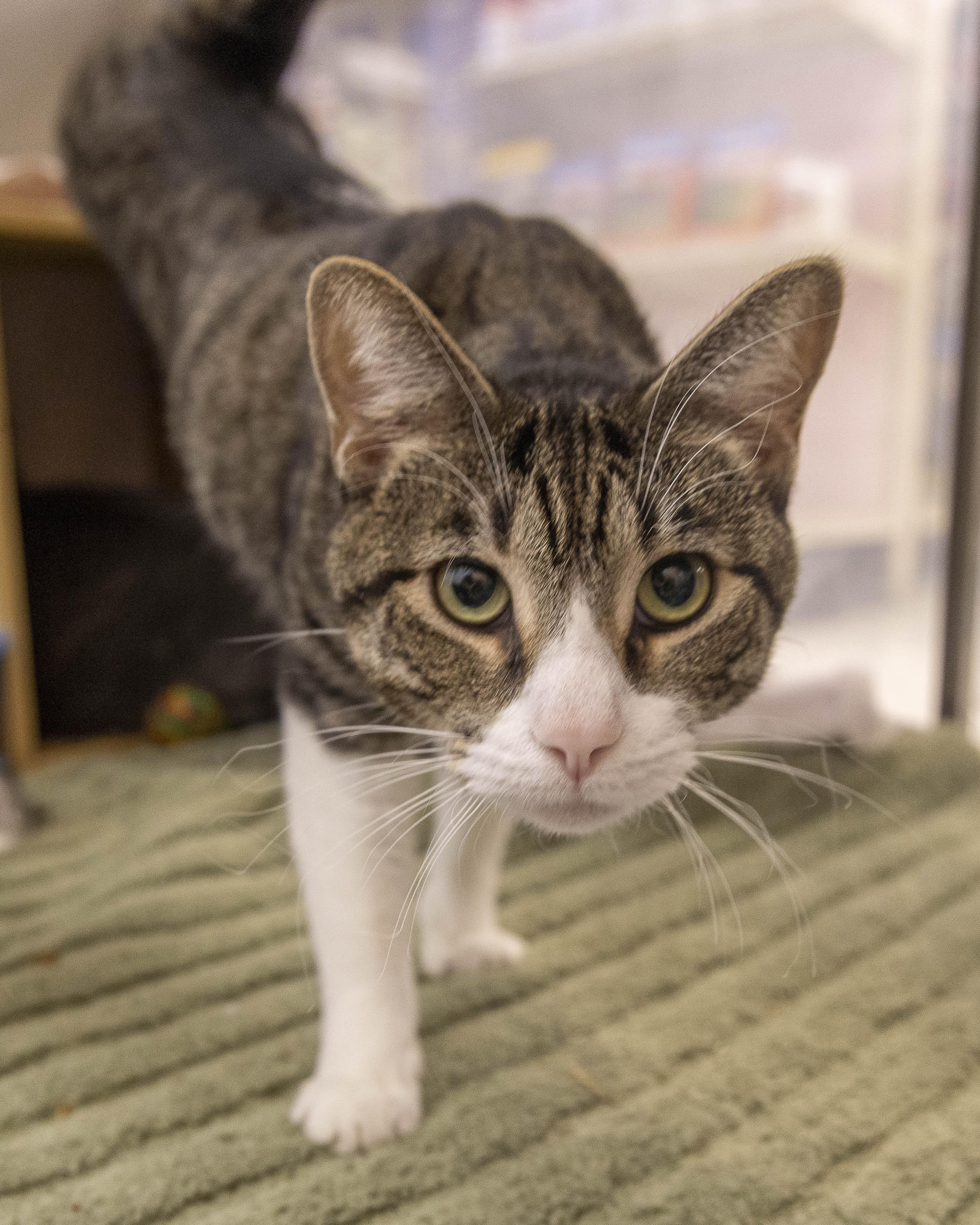 Burny Muffin, adopted, Young Male Tabby.