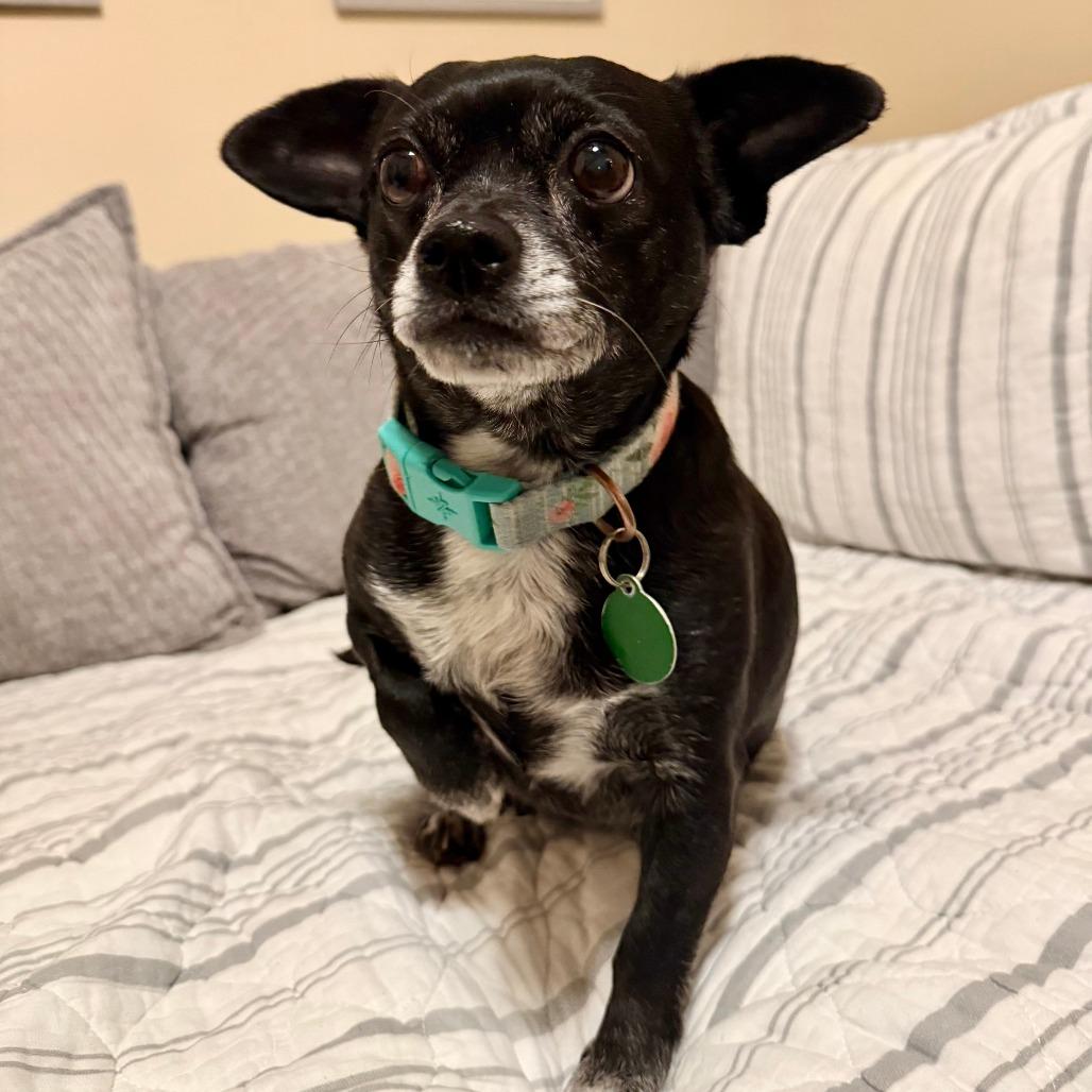 Denali, Adoptable, Senior Female Chihuahua.