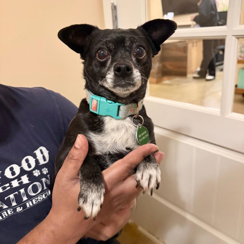 Enlarge Denali, a Adoptable Chihuahua in Agoura Hills, CA image 2/4