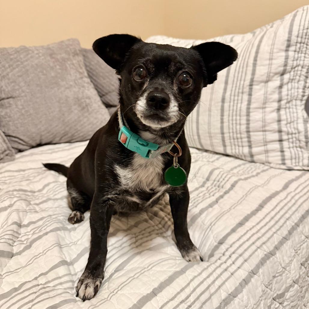 Enlarge Denali, a Adoptable Chihuahua in Agoura Hills, CA image 3/4