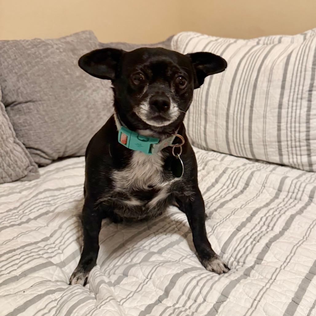 Enlarge Denali, a Adoptable Chihuahua in Agoura Hills, CA image 4/4