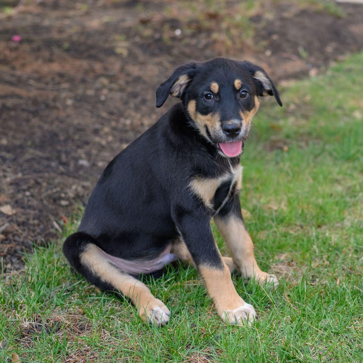 Enlarge GEORGIE, an adopted mixed breed in Hamilton, NJ image 1/6
