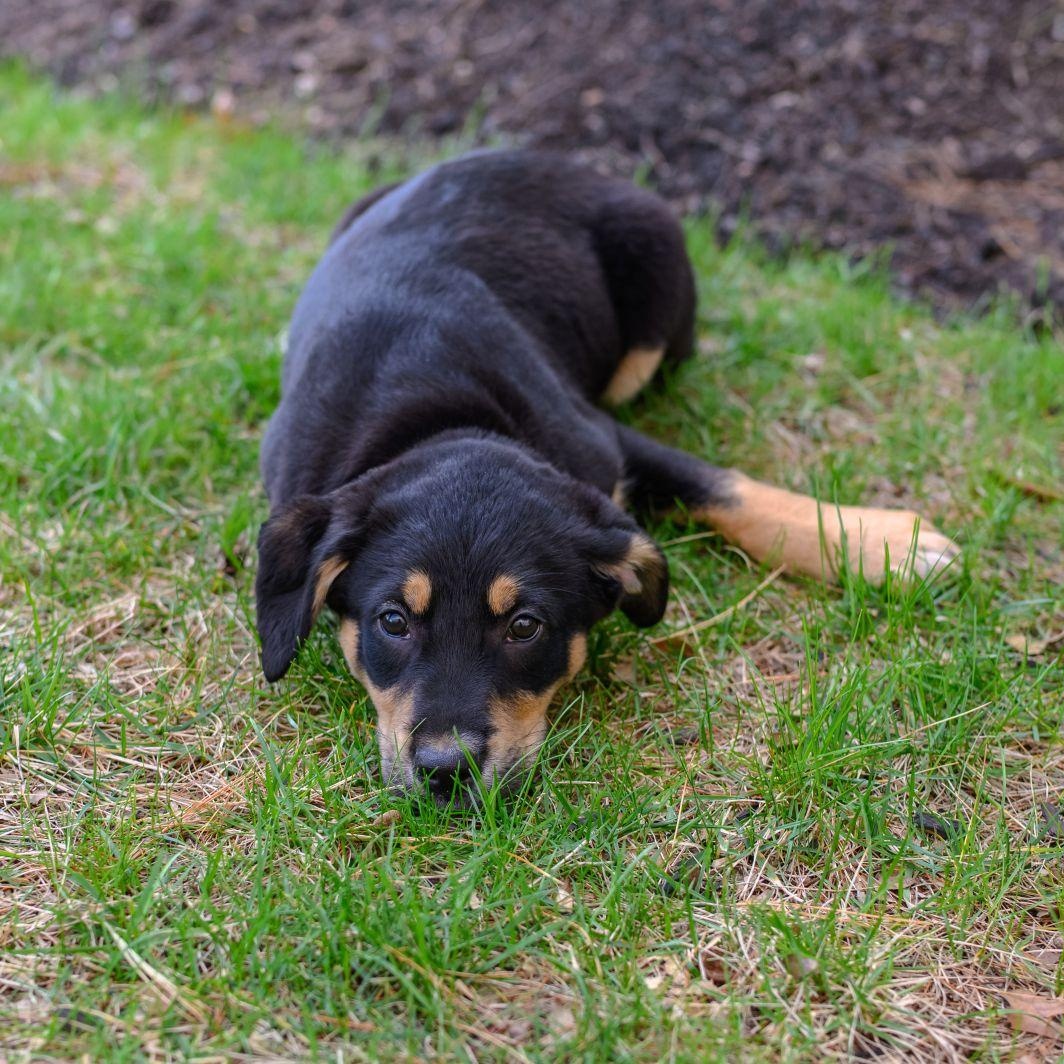 Enlarge GEORGIE, an adopted mixed breed in Hamilton, NJ image 6/6