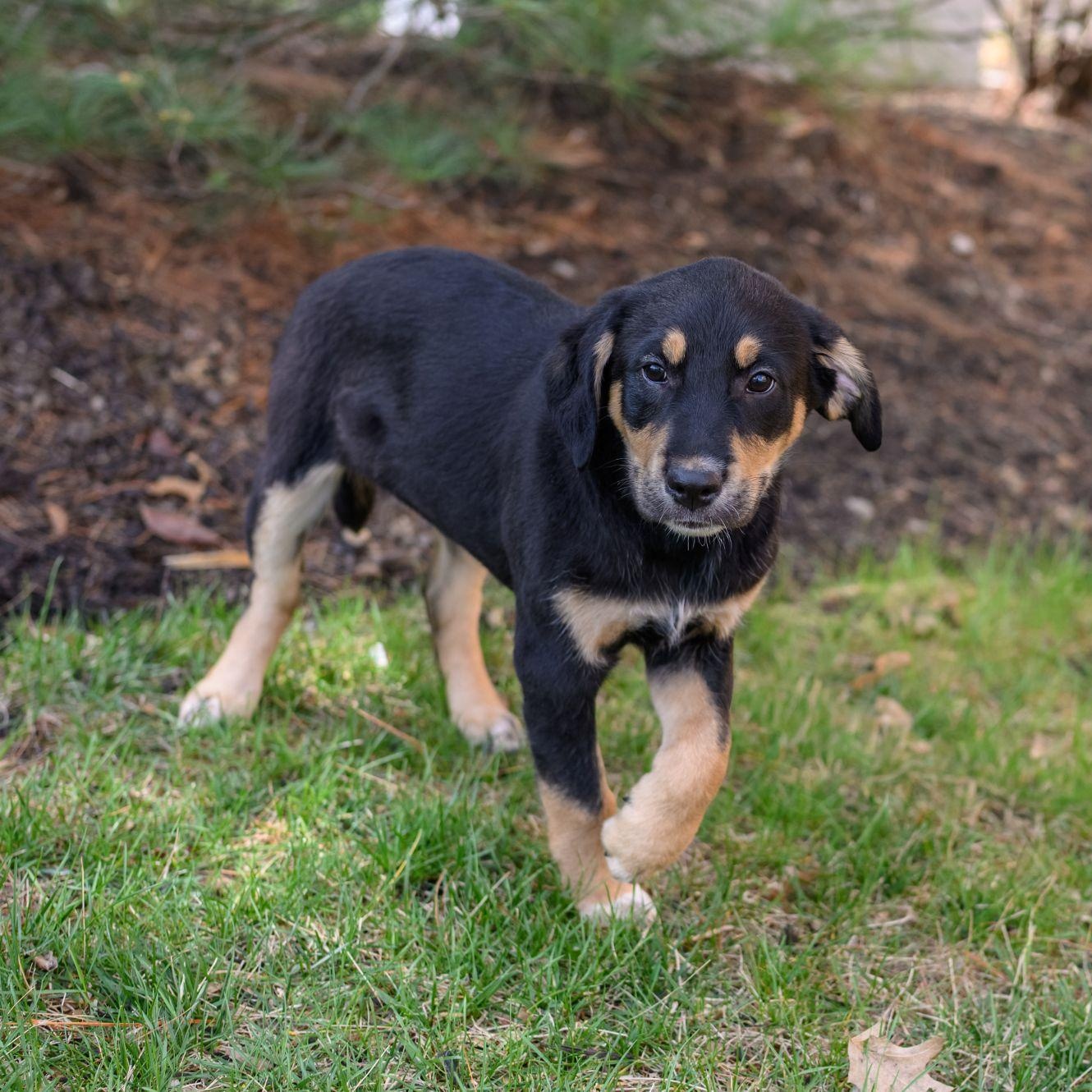 Enlarge GEORGIE, an adopted mixed breed in Hamilton, NJ image 2/6