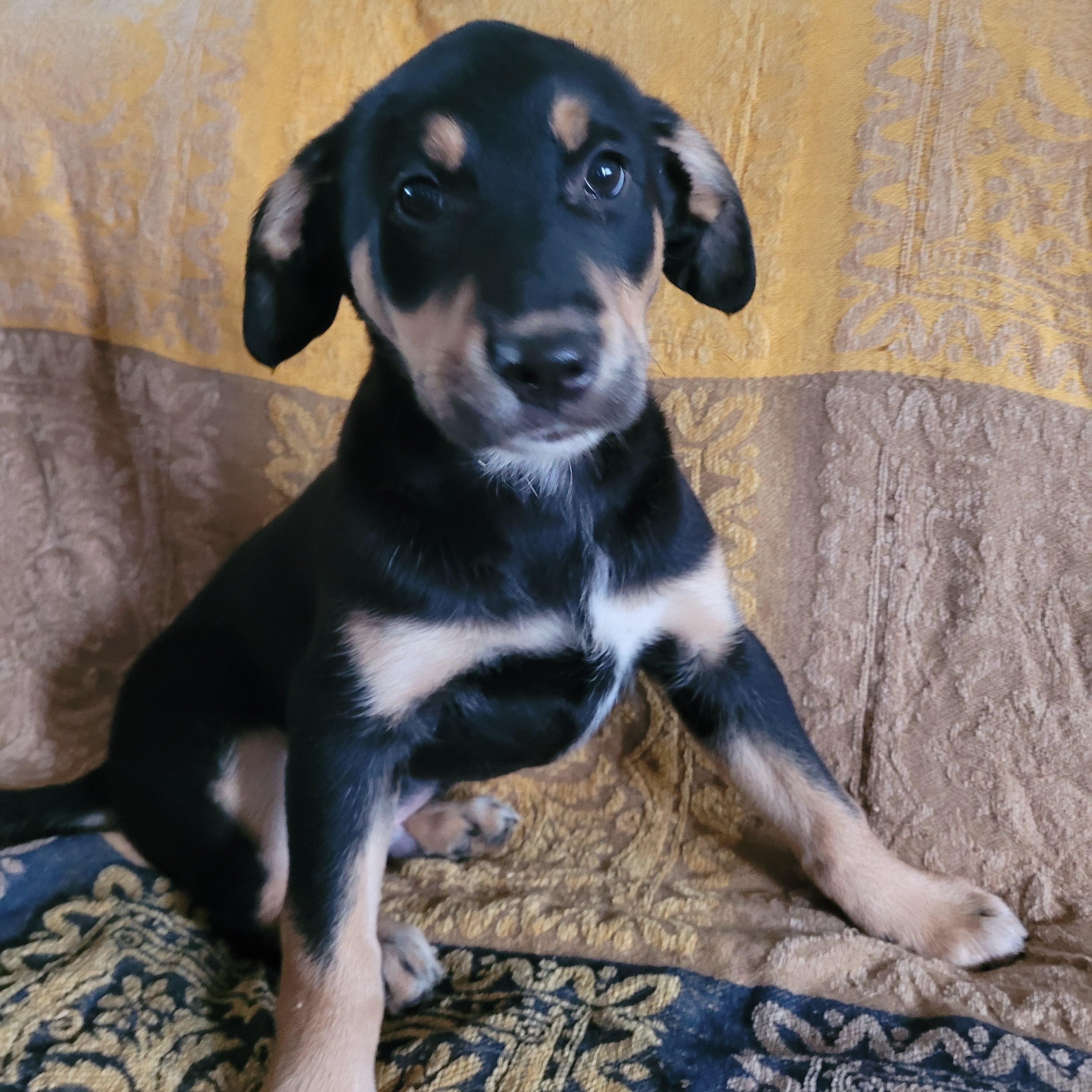 Enlarge GEORGIE, an adopted mixed breed in Hamilton, NJ image 4/6