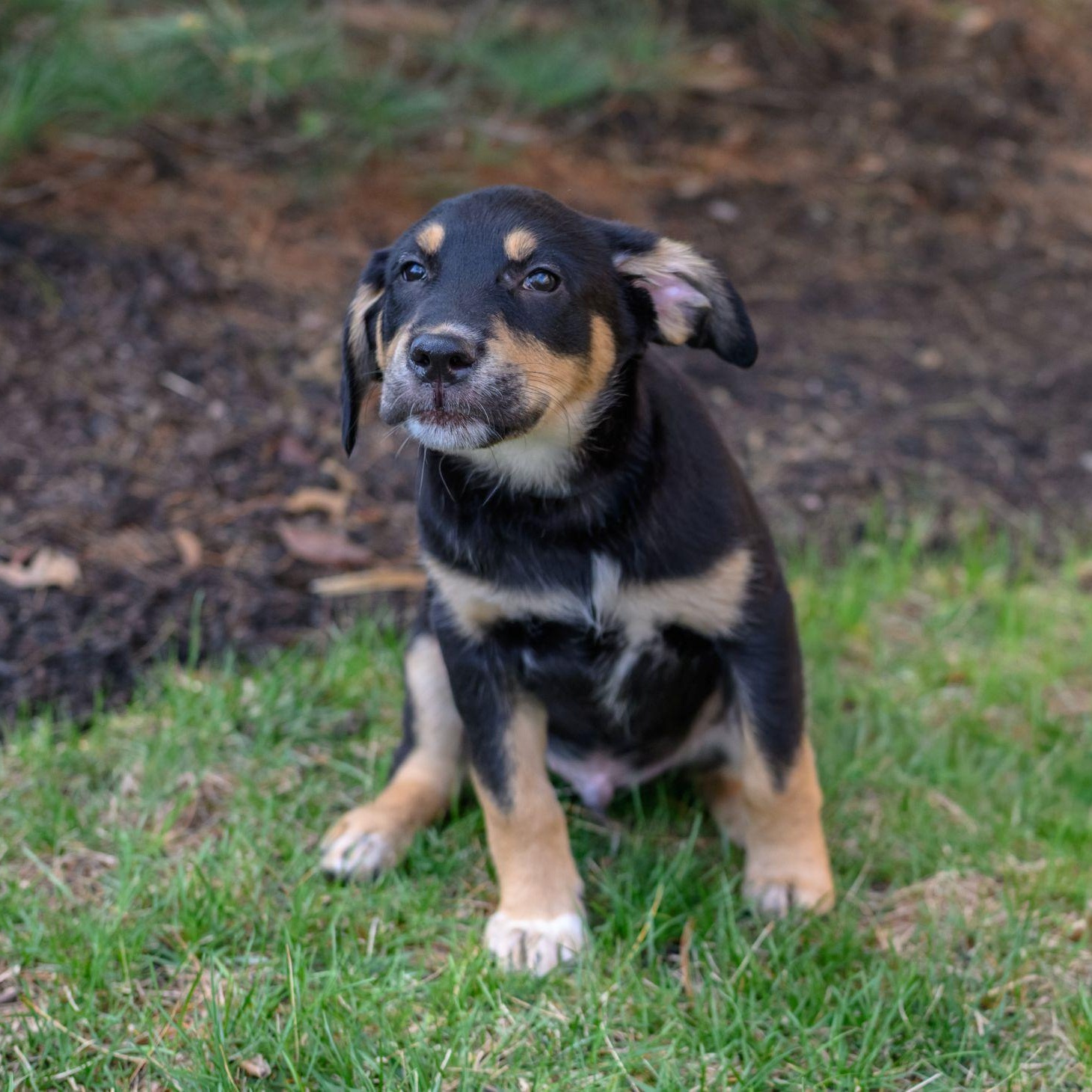 Enlarge GEORGIE, an adopted mixed breed in Hamilton, NJ image 3/6