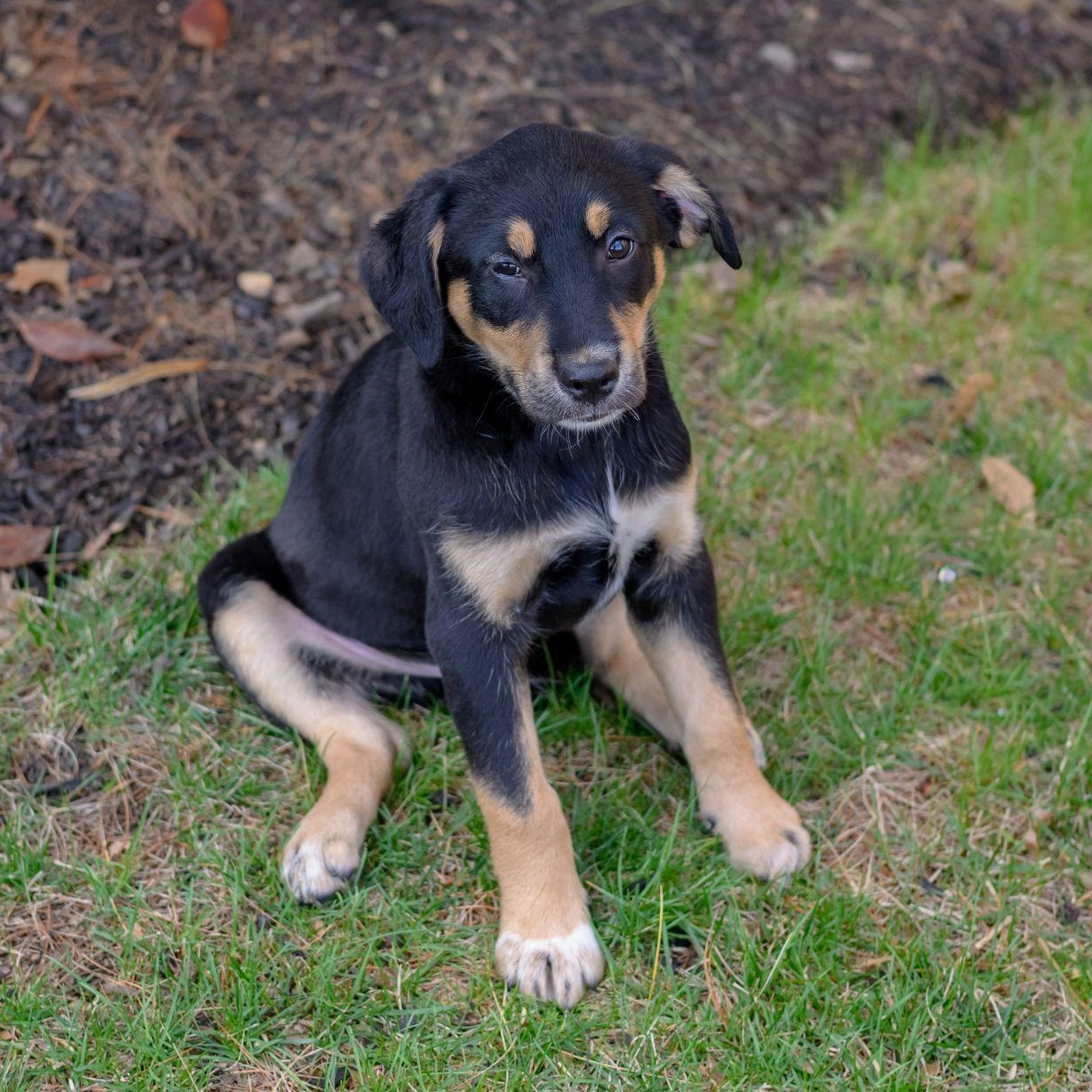 Enlarge GEORGIE, an adopted mixed breed in Hamilton, NJ image 5/6