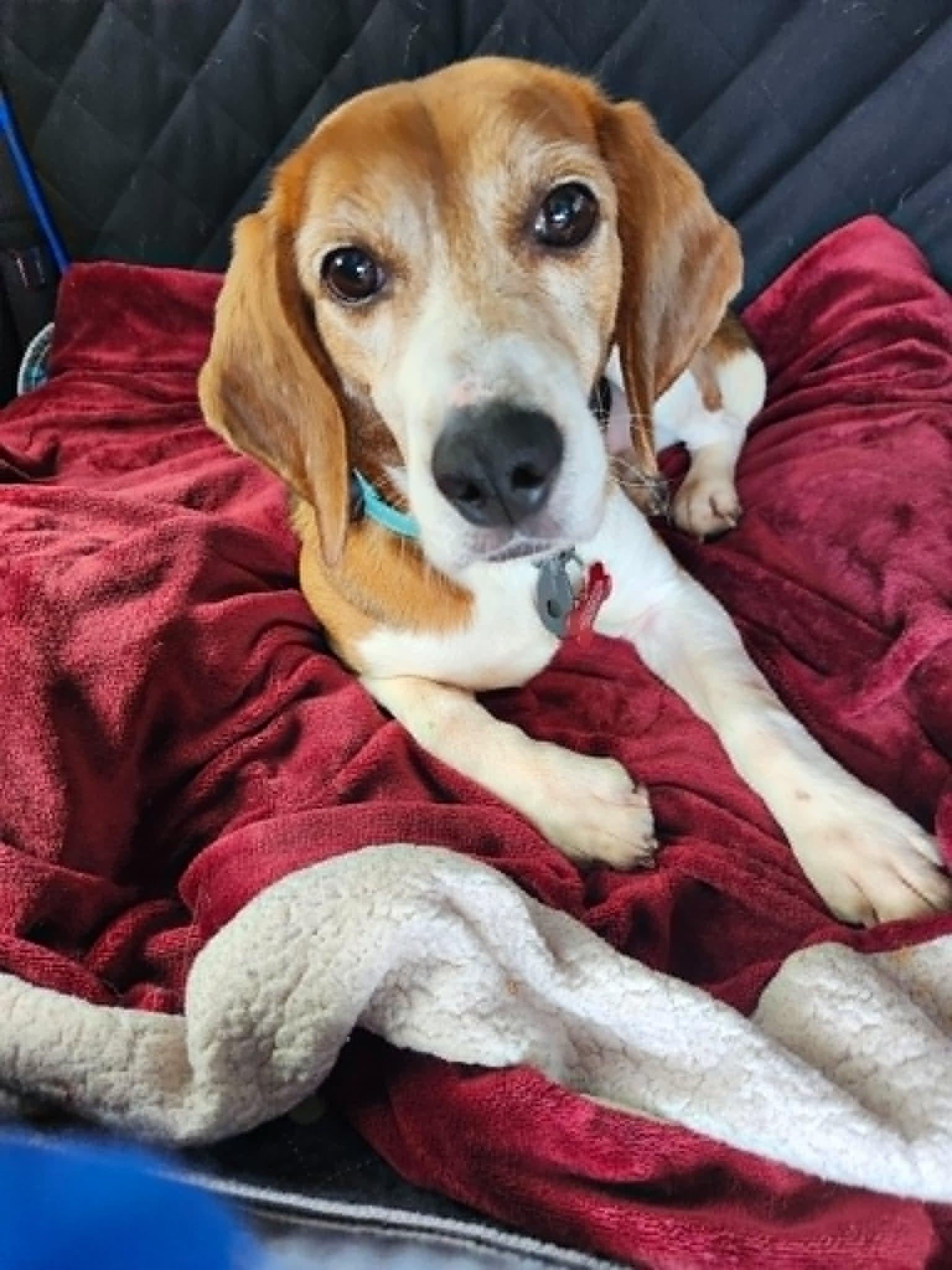 Boone, a ADOPTABLE Beagle in Whitewater, WI image 1/6