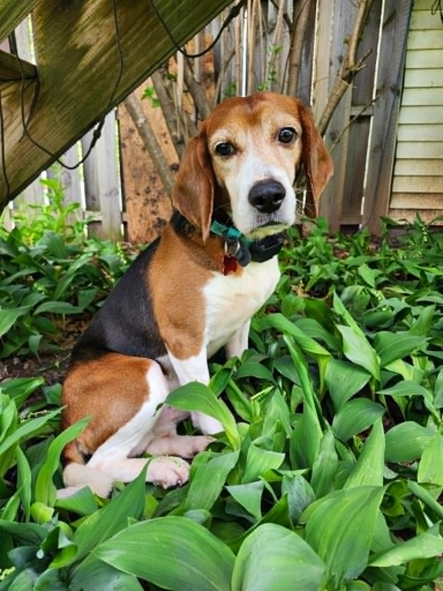 Boone, a ADOPTABLE Beagle in Whitewater, WI image 2/6