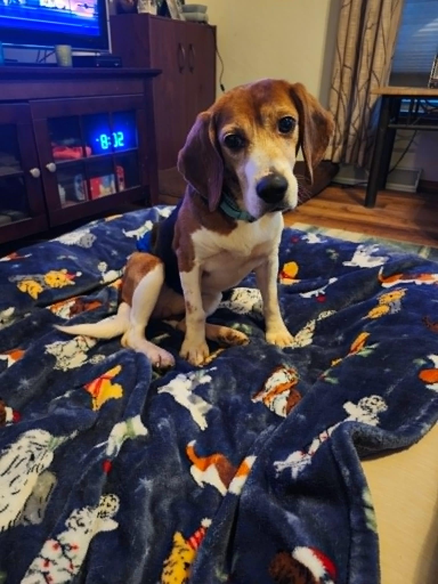 Boone, a ADOPTABLE Beagle in Whitewater, WI image 6/6