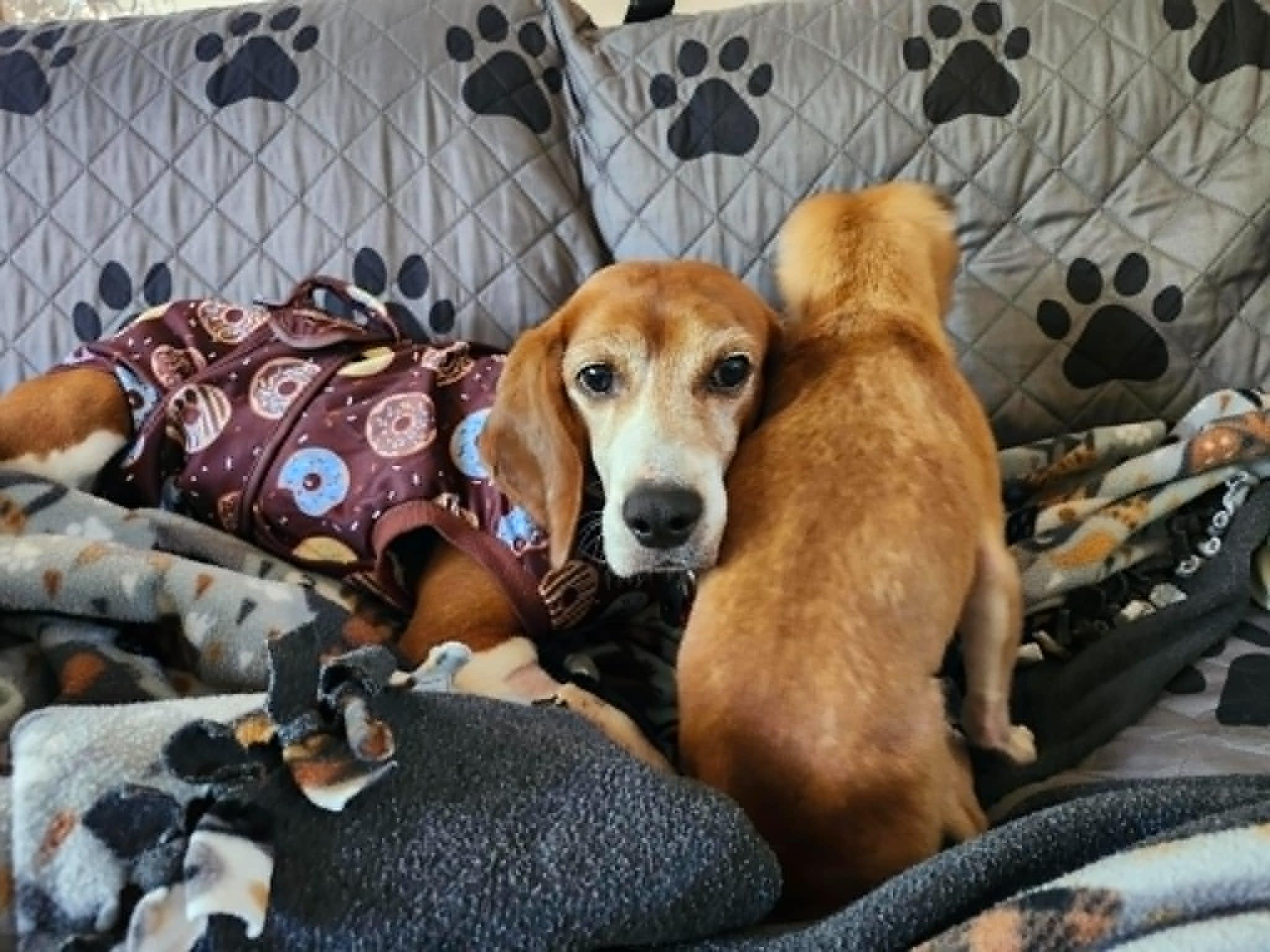 Boone, a ADOPTABLE Beagle in Whitewater, WI image 3/6
