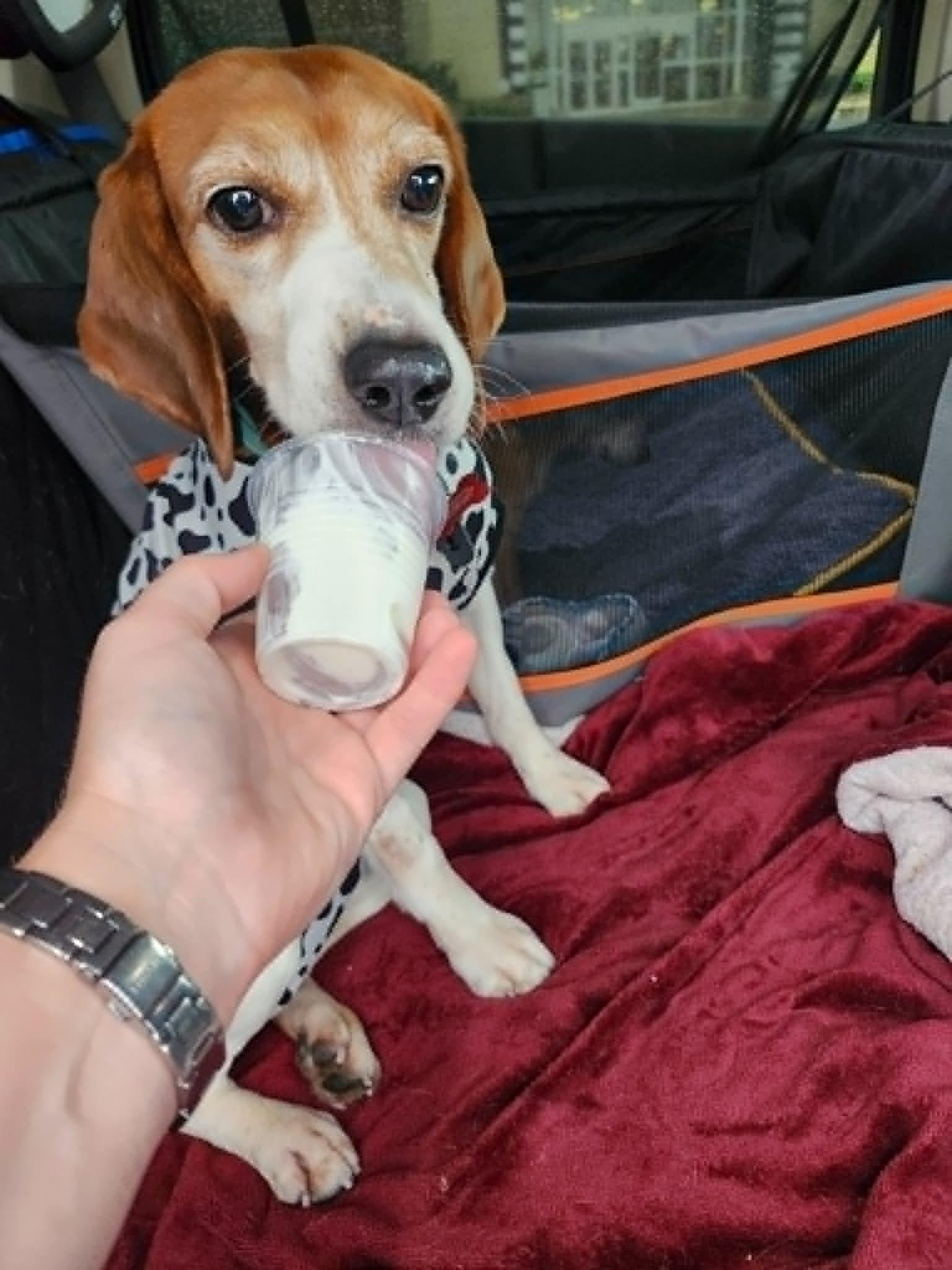 Boone, a ADOPTABLE Beagle in Whitewater, WI image 4/6