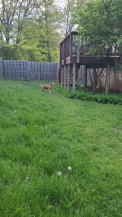 Enlarge Boone, a ADOPTABLE Beagle in Whitewater, WI video 5/6