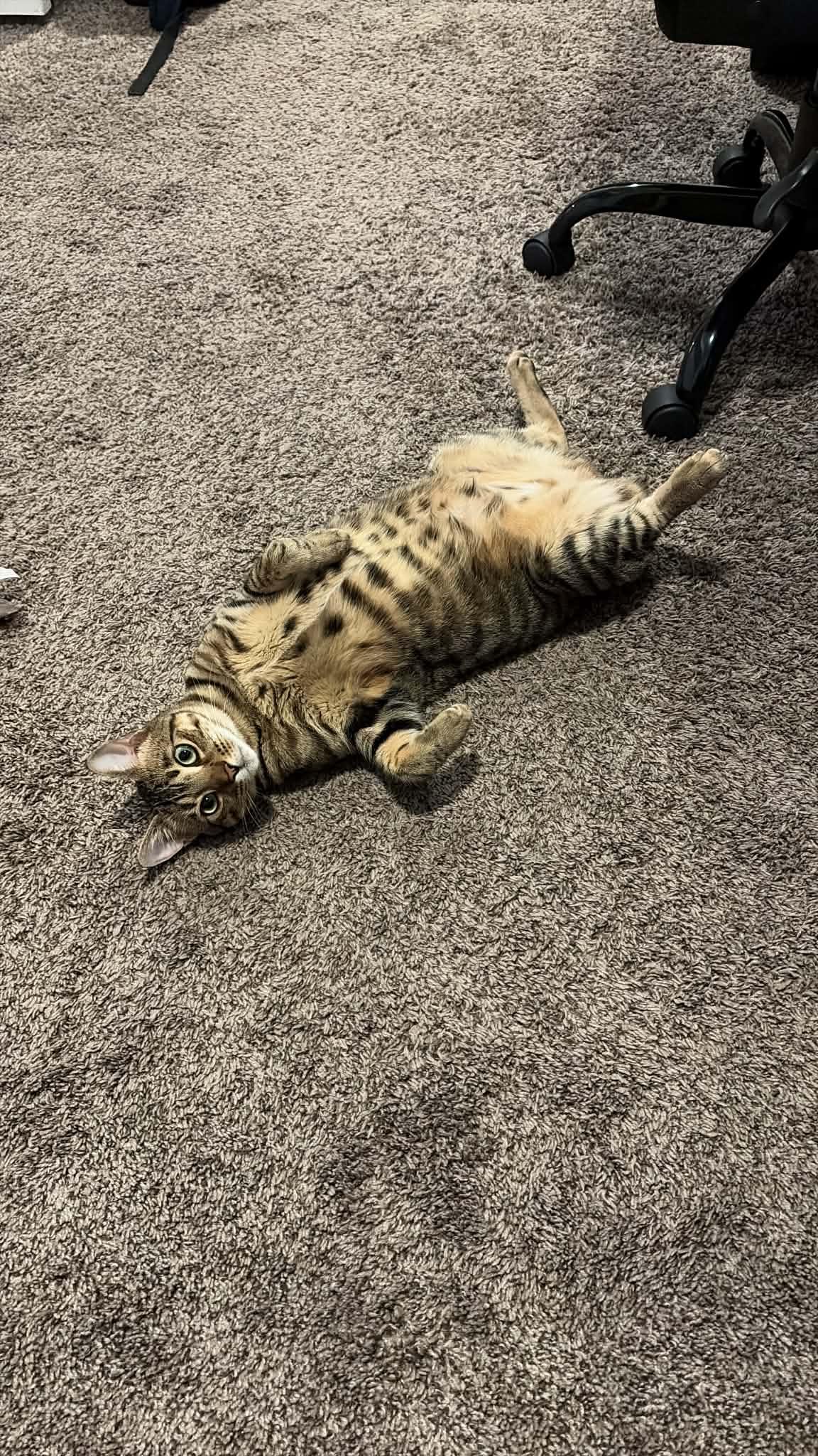 Enlarge Maxine (bob tail), a Adoptable Tiger in West Lafayette, IN image 6/6