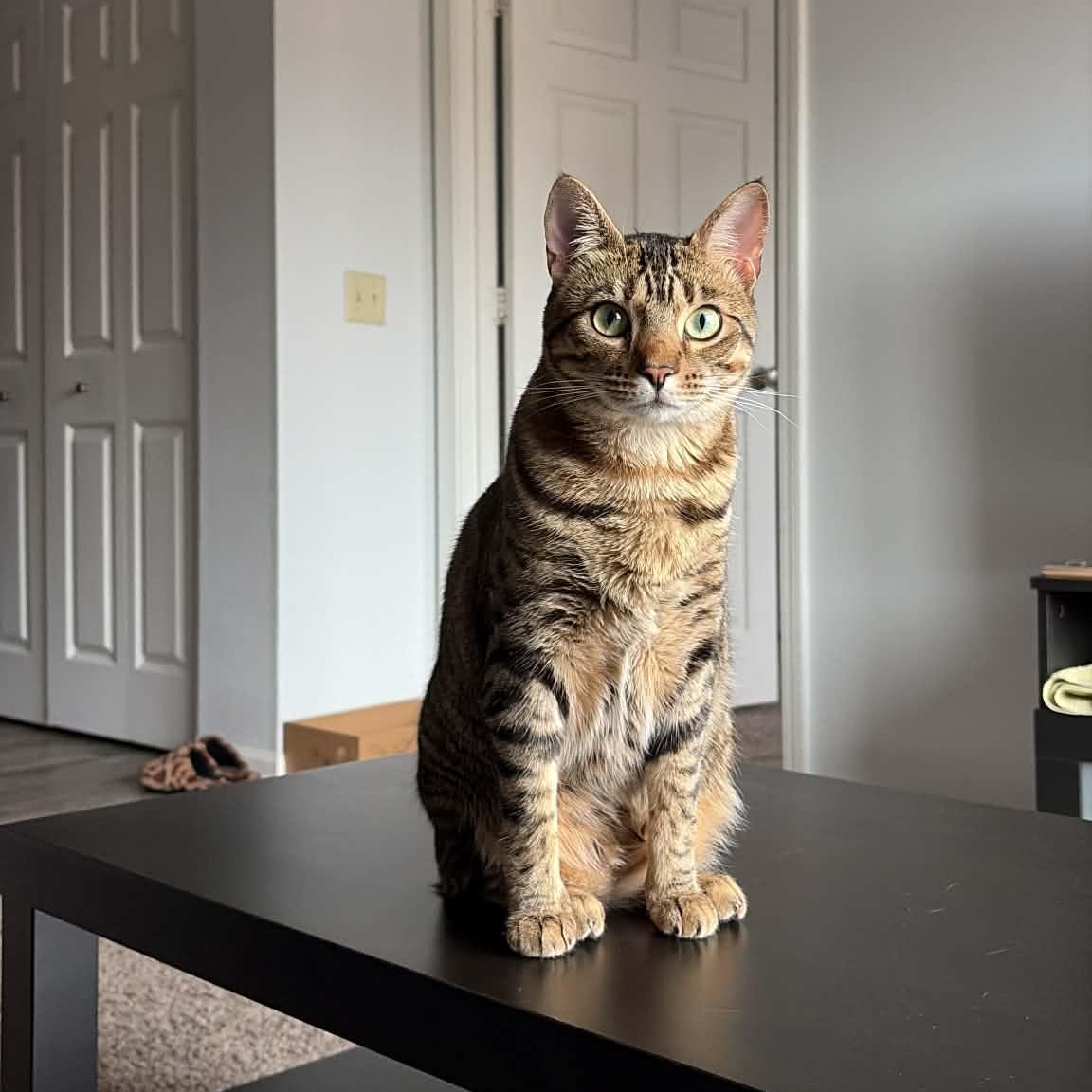 Enlarge Maxine (bob tail), a Adoptable Tiger in West Lafayette, IN image 4/6
