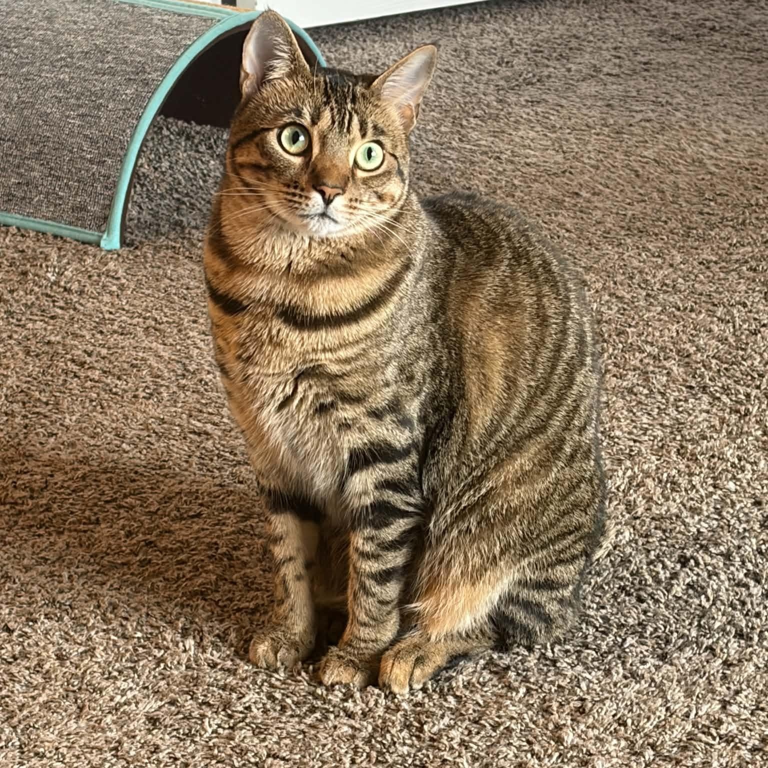 Enlarge Maxine (bob tail), a Adoptable Tiger in West Lafayette, IN image 1/6