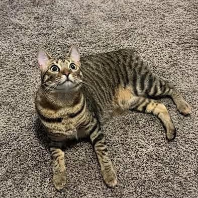 Enlarge Maxine (bob tail), a Adoptable Tiger in West Lafayette, IN image 2/6