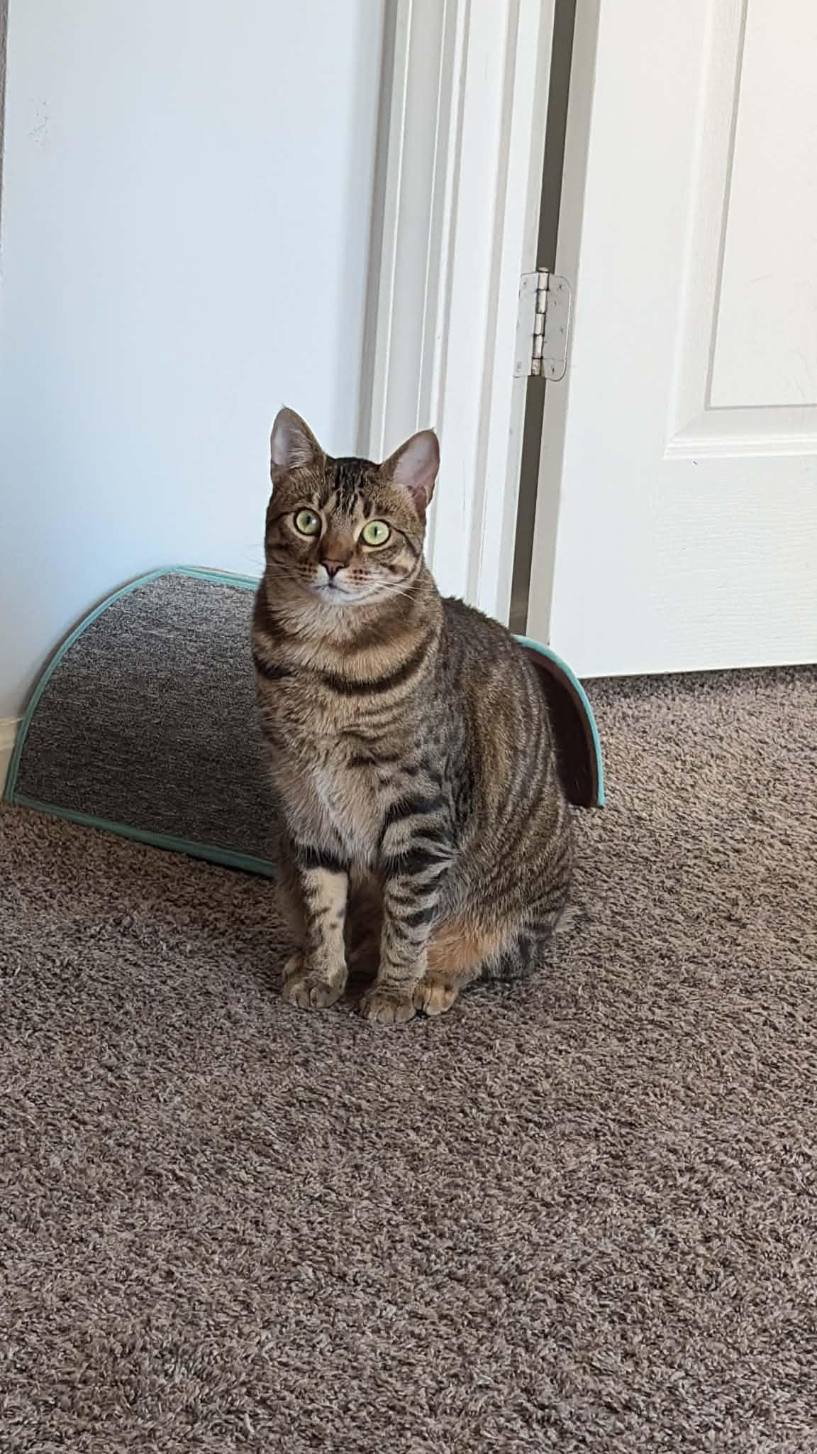 Enlarge Maxine (bob tail), a Adoptable Tiger in West Lafayette, IN image 5/6