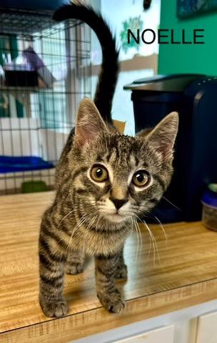 Enlarge Noelle, a Adoptable mixed breed in Parkville, MD image 1/5