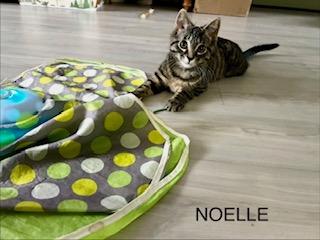 Enlarge Noelle, a Adoptable mixed breed in Parkville, MD image 2/5