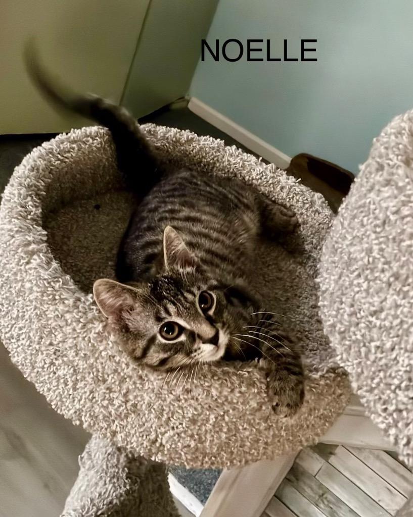 Enlarge Noelle, a Adoptable mixed breed in Parkville, MD image 3/5