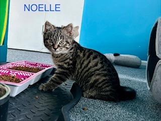 Enlarge Noelle, a Adoptable mixed breed in Parkville, MD image 4/5