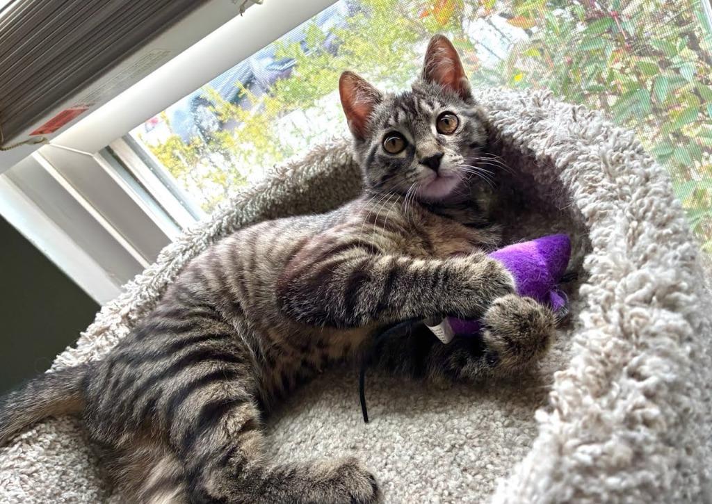 Enlarge Noelle, a Adoptable mixed breed in Parkville, MD image 5/5