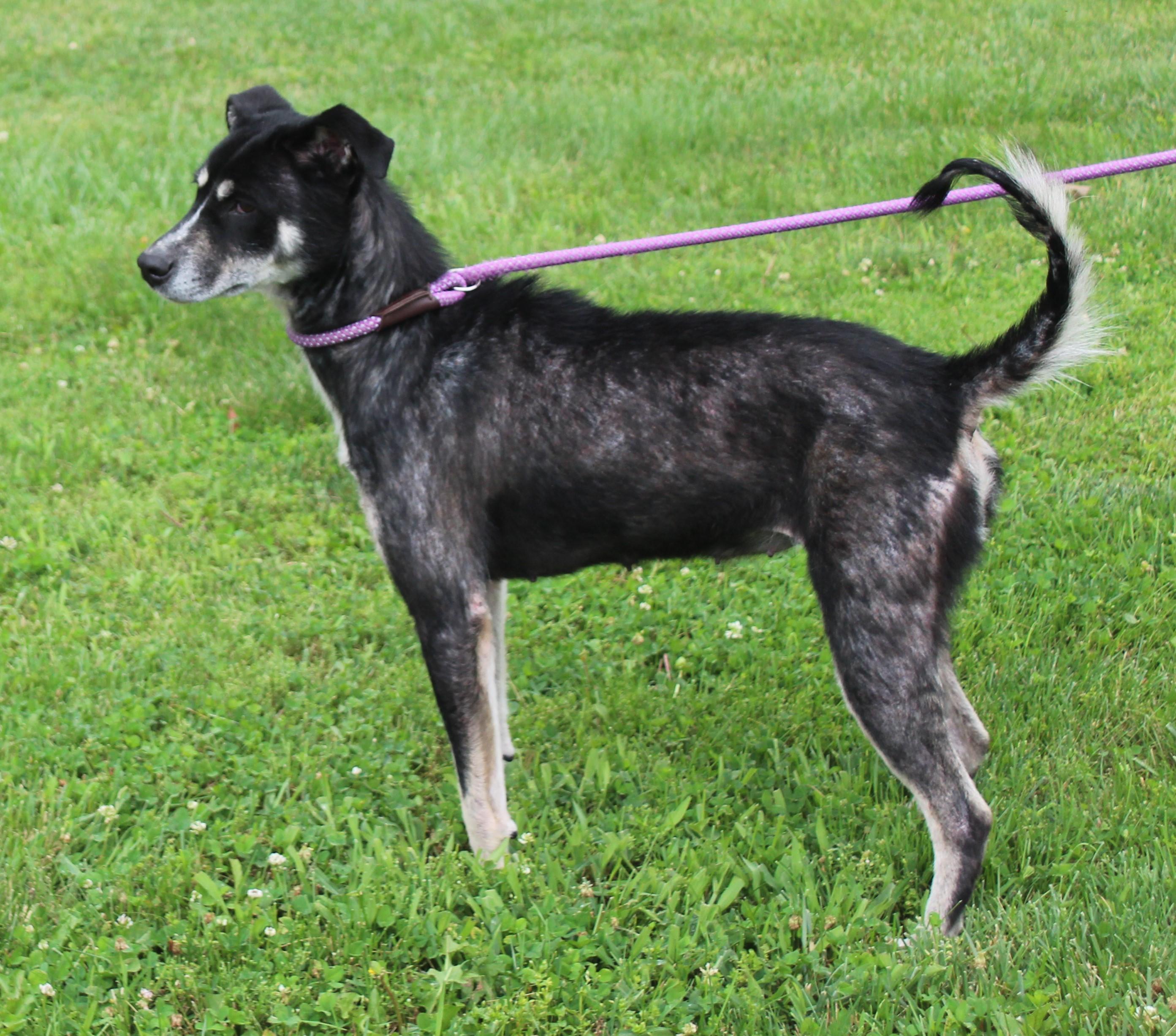 Iris (11886), ADOPTABLE, Adult Female Shepherd.