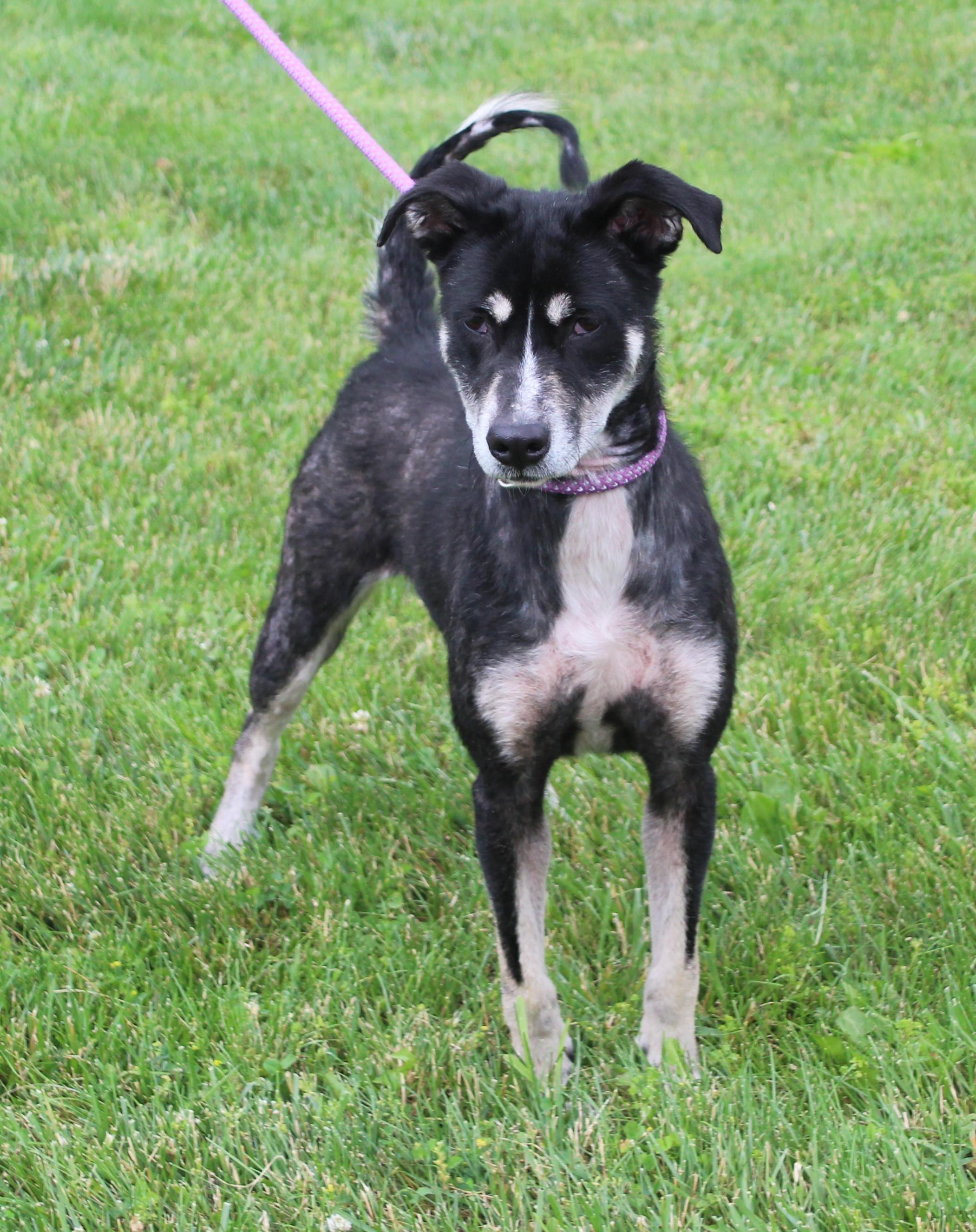 Iris (11886), a ADOPTABLE mixed breed in Heath, OH image 2/2