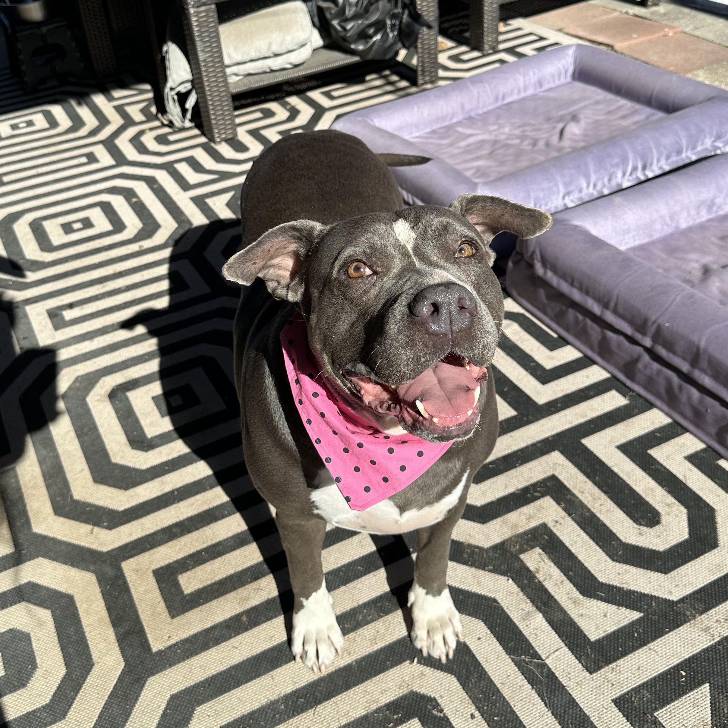 Enlarge Pebbles, a Adoptable mixed breed in Cambridge, OH image 3/6