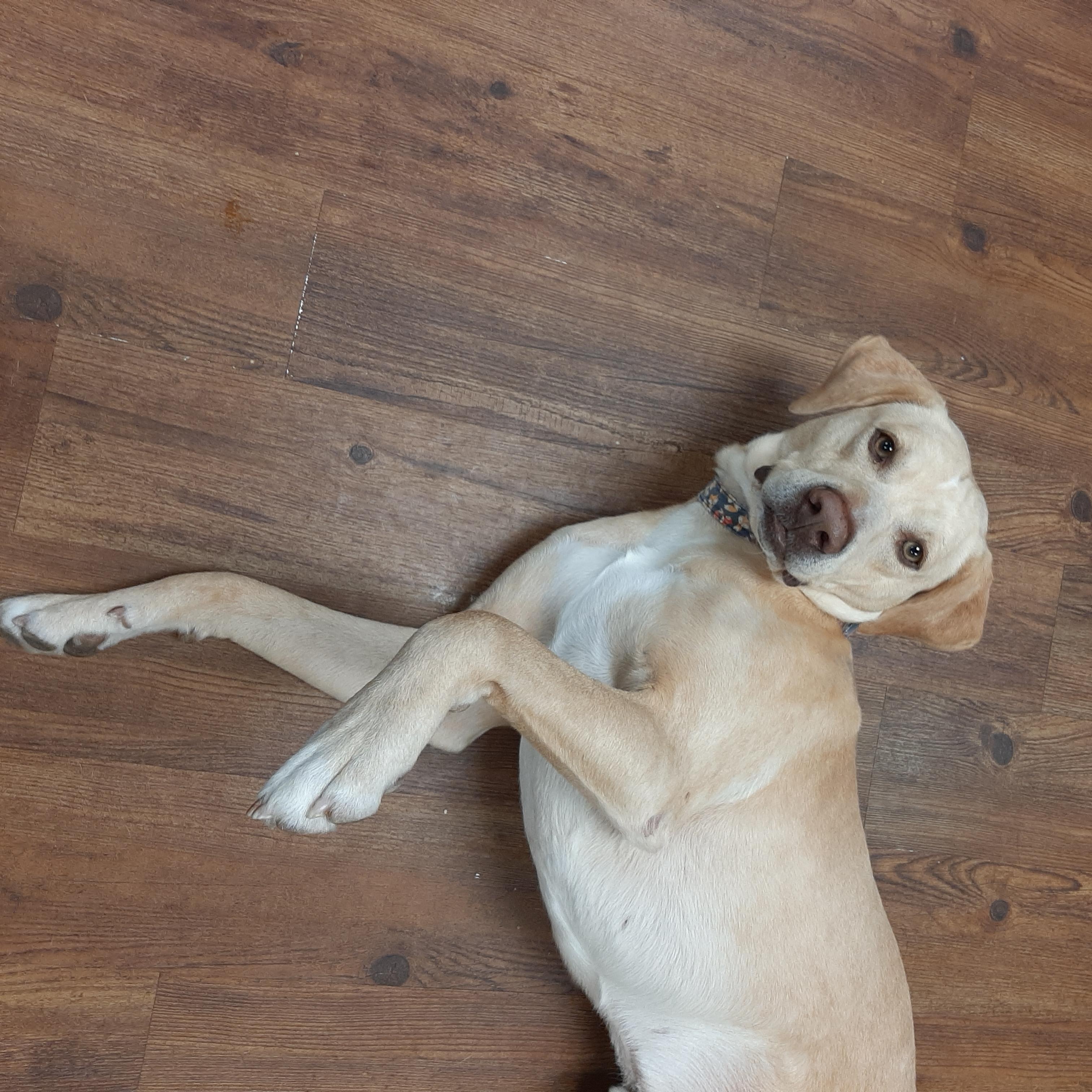 Rick, an adoptable mixed breed in Lake Odessa, MI image 5/6