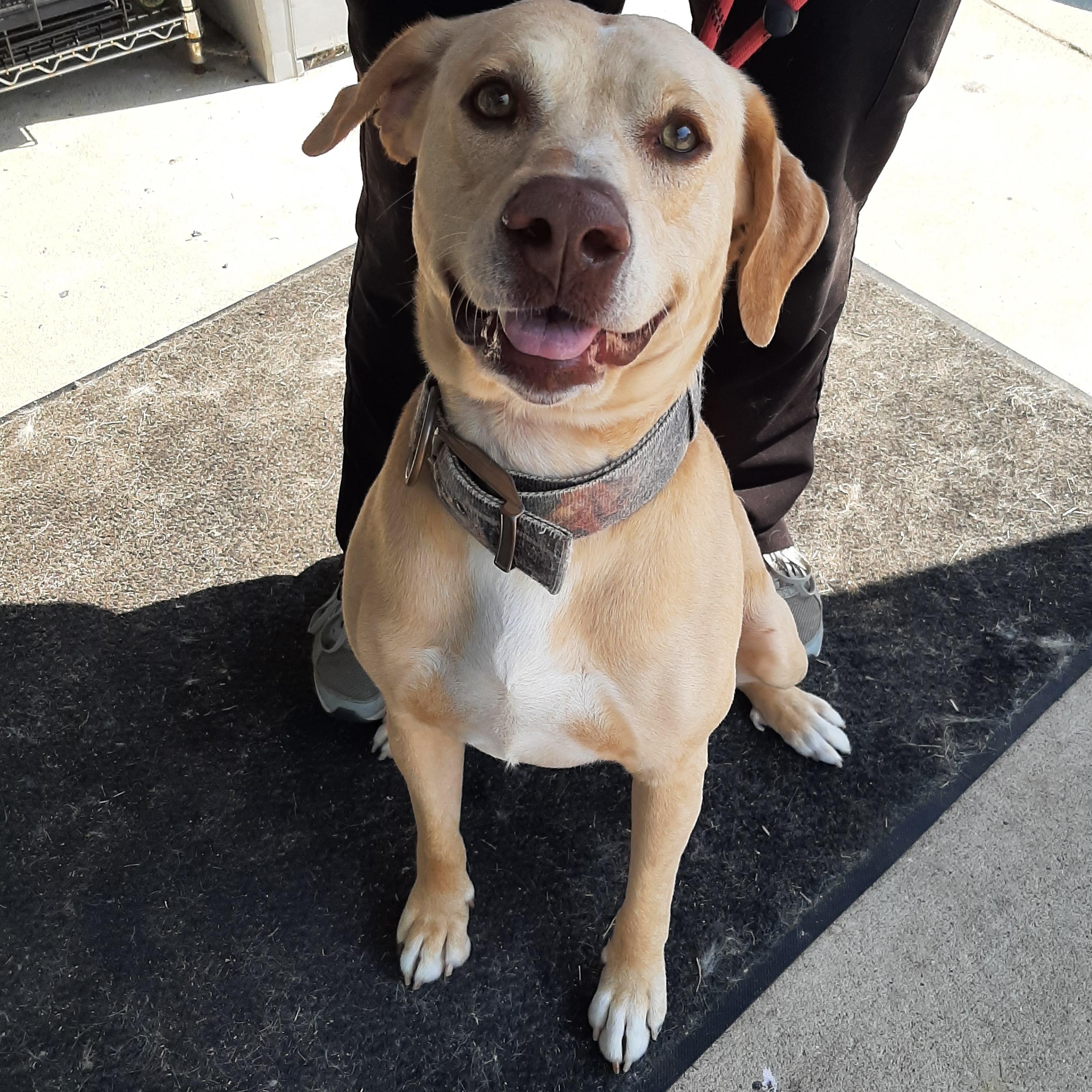 Rick, an adoptable mixed breed in Lake Odessa, MI image 3/6