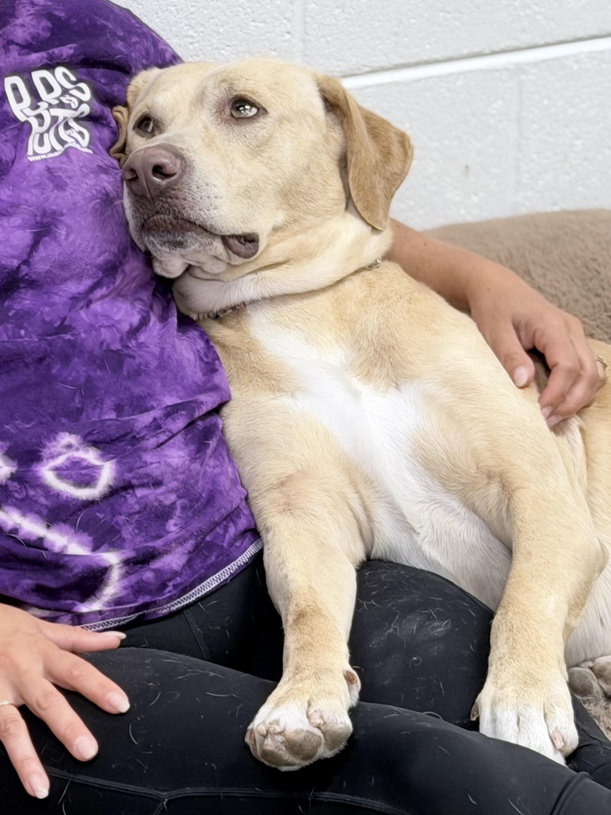 Rick, an adoptable mixed breed in Lake Odessa, MI image 2/6