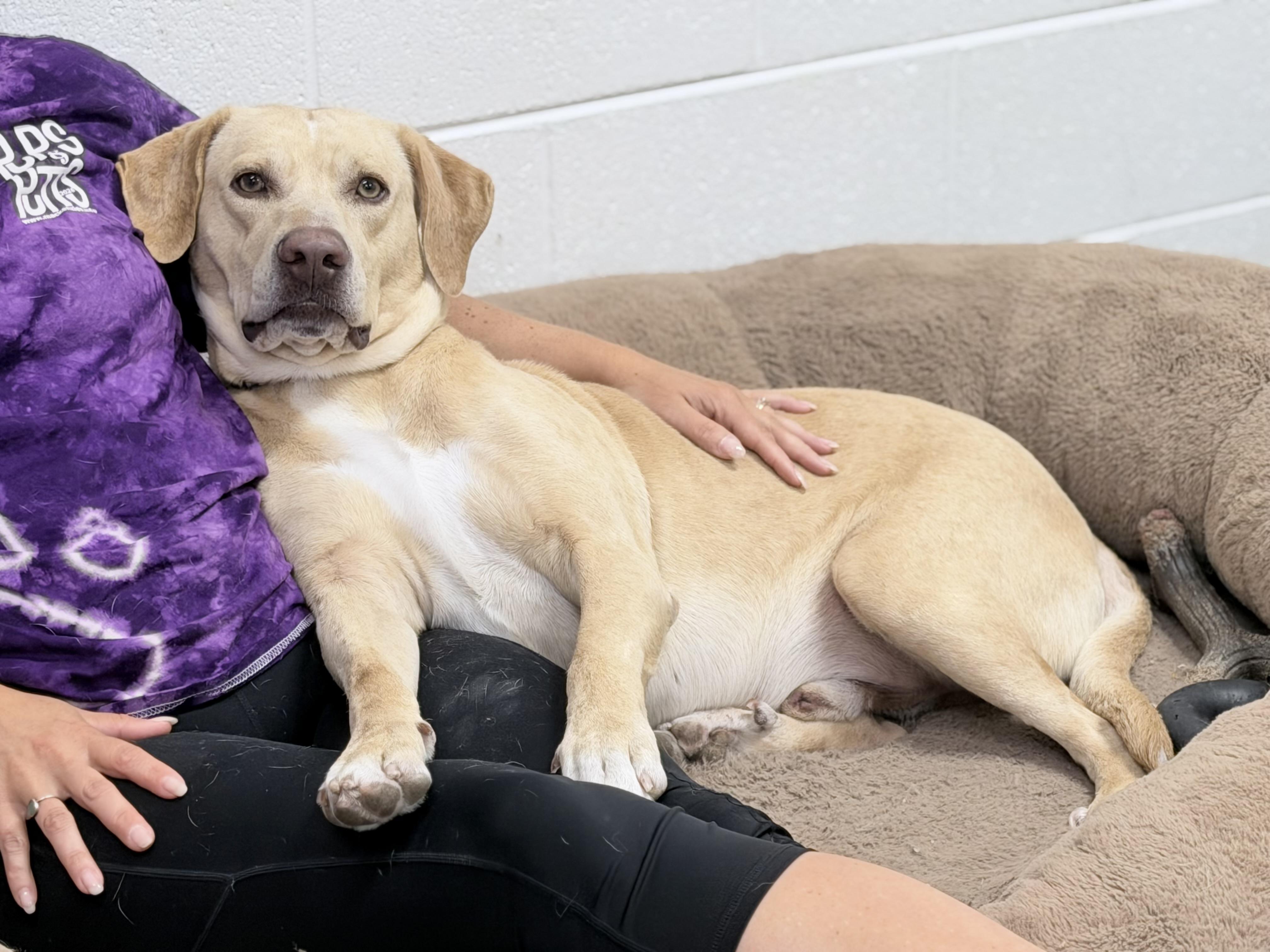Rick, an adoptable mixed breed in Lake Odessa, MI image 1/6