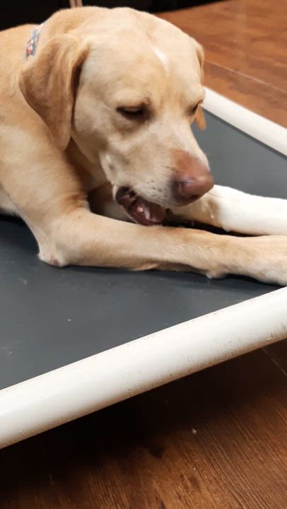 Enlarge Rick, an adoptable mixed breed in Lake Odessa, MI video 6/6