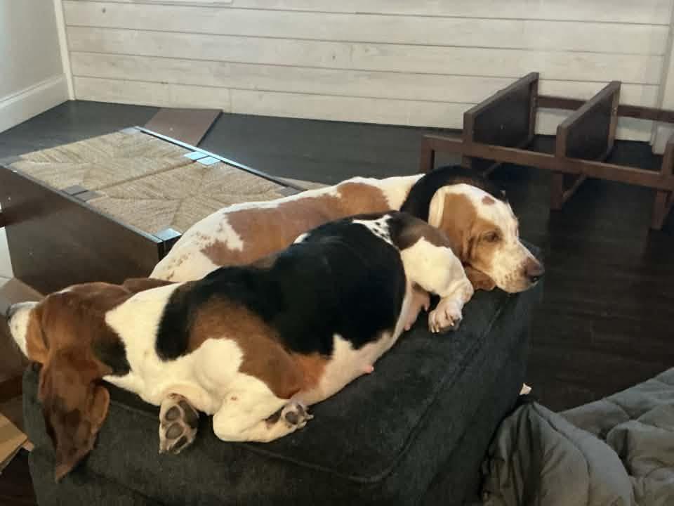 Tiana & Daisy, a ADOPTABLE Basset Hound in Auburndale, FL image 4/5