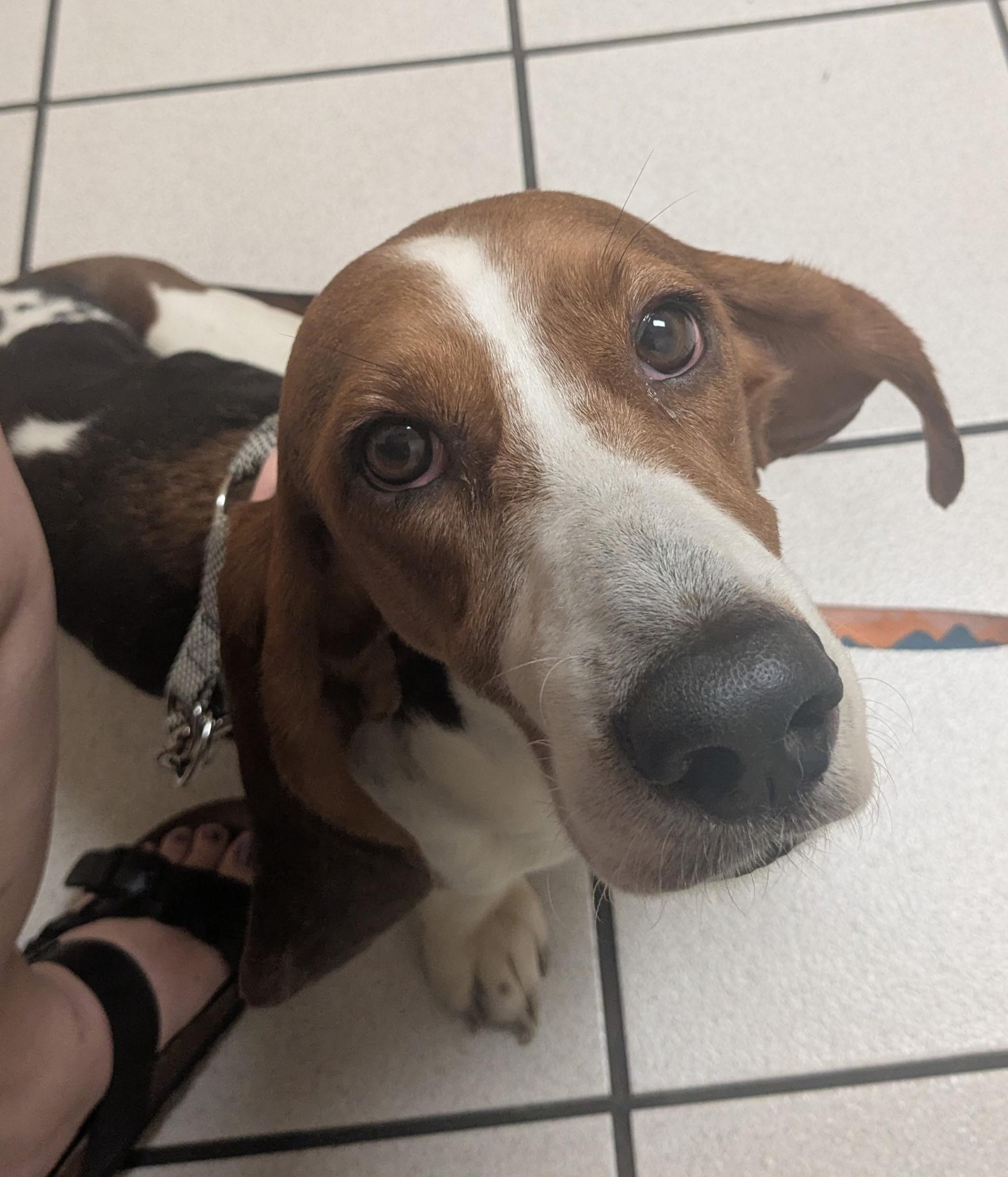 Tiana & Daisy, ADOPTABLE, Young Female Basset Hound.