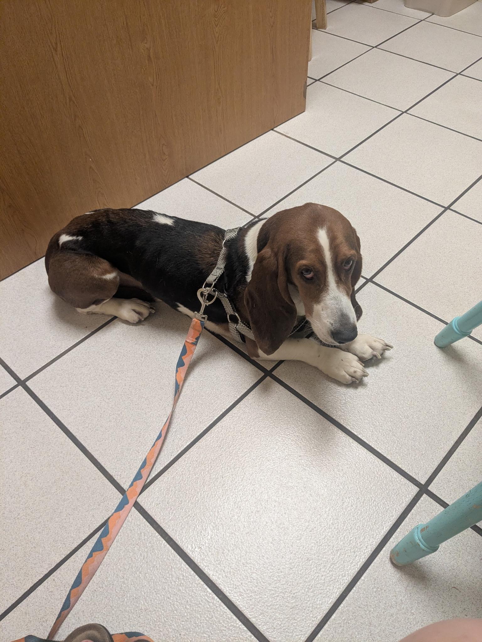 Tiana & Daisy, a ADOPTABLE Basset Hound in Auburndale, FL image 3/5
