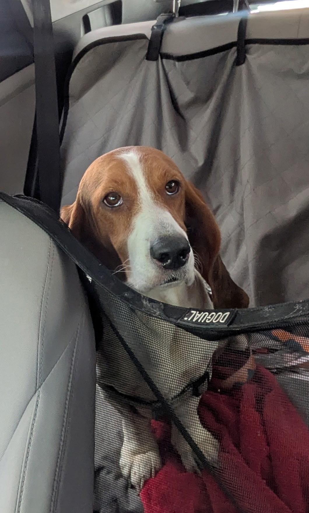 Tiana & Daisy, a ADOPTABLE Basset Hound in Auburndale, FL image 2/5