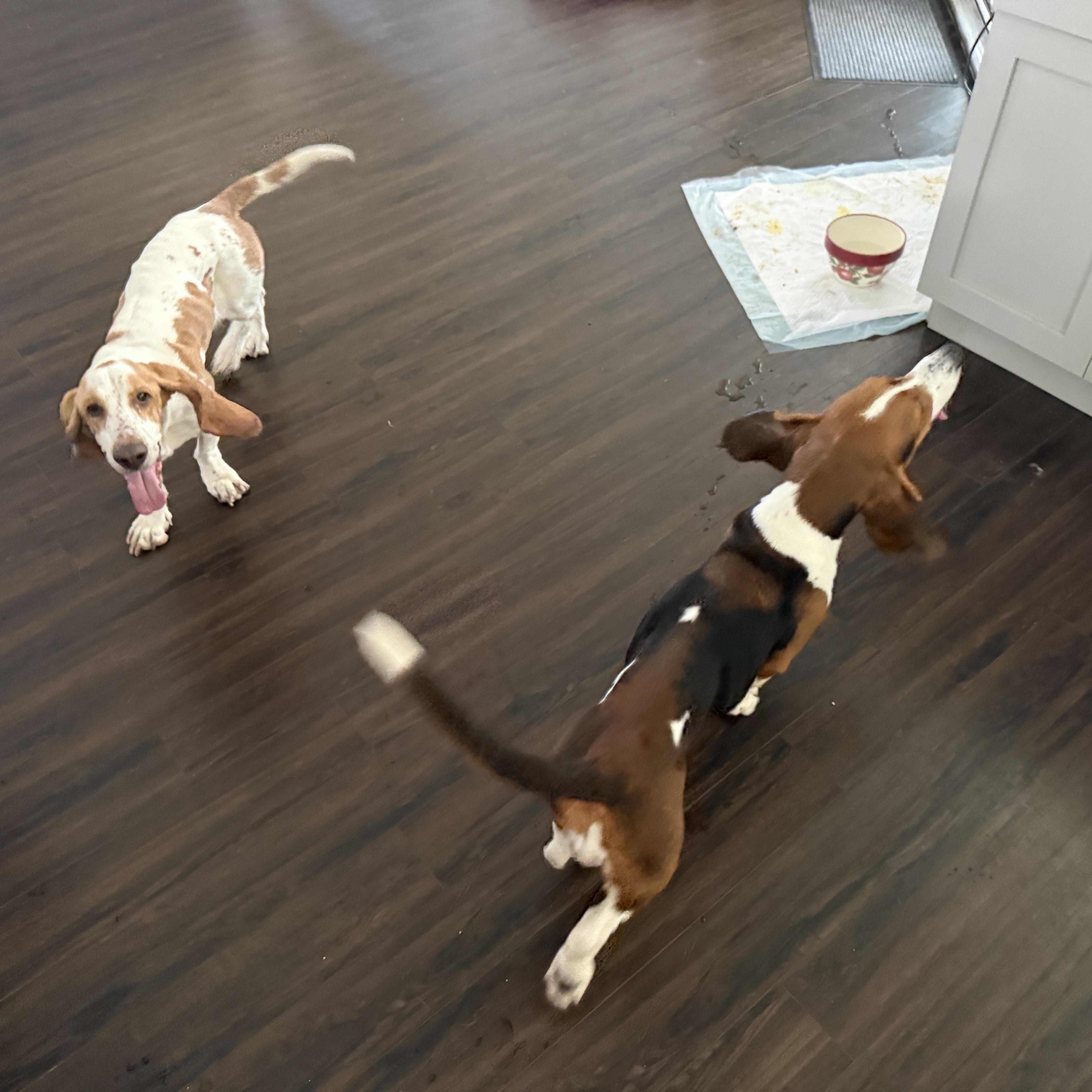 Tiana & Daisy, a ADOPTABLE Basset Hound in Auburndale, FL image 5/5