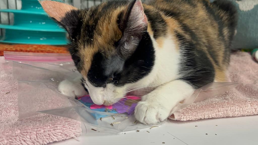 Enlarge Oracle, a Adoptable mixed breed in Raleigh, NC image 2/2