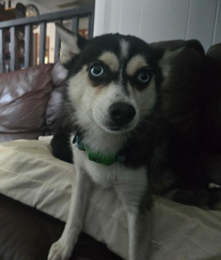 Bri, Adoptable, Young Female Pomeranian & Husky.