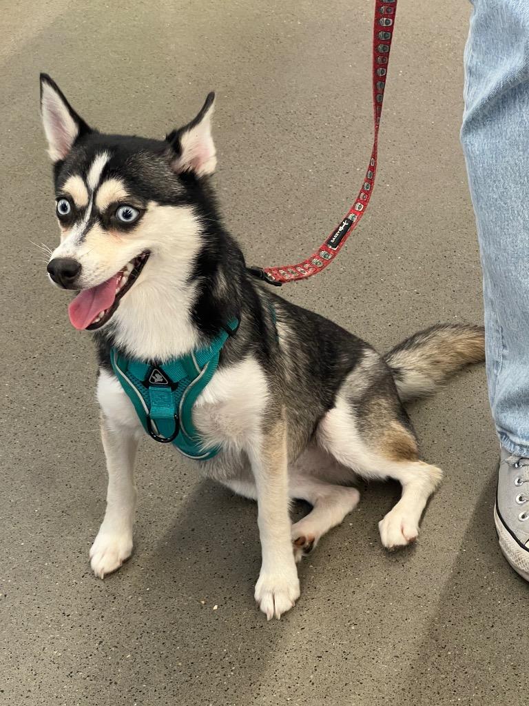 Enlarge Bri, a Adoptable mixed breed in Valparaiso, IN image 1/1